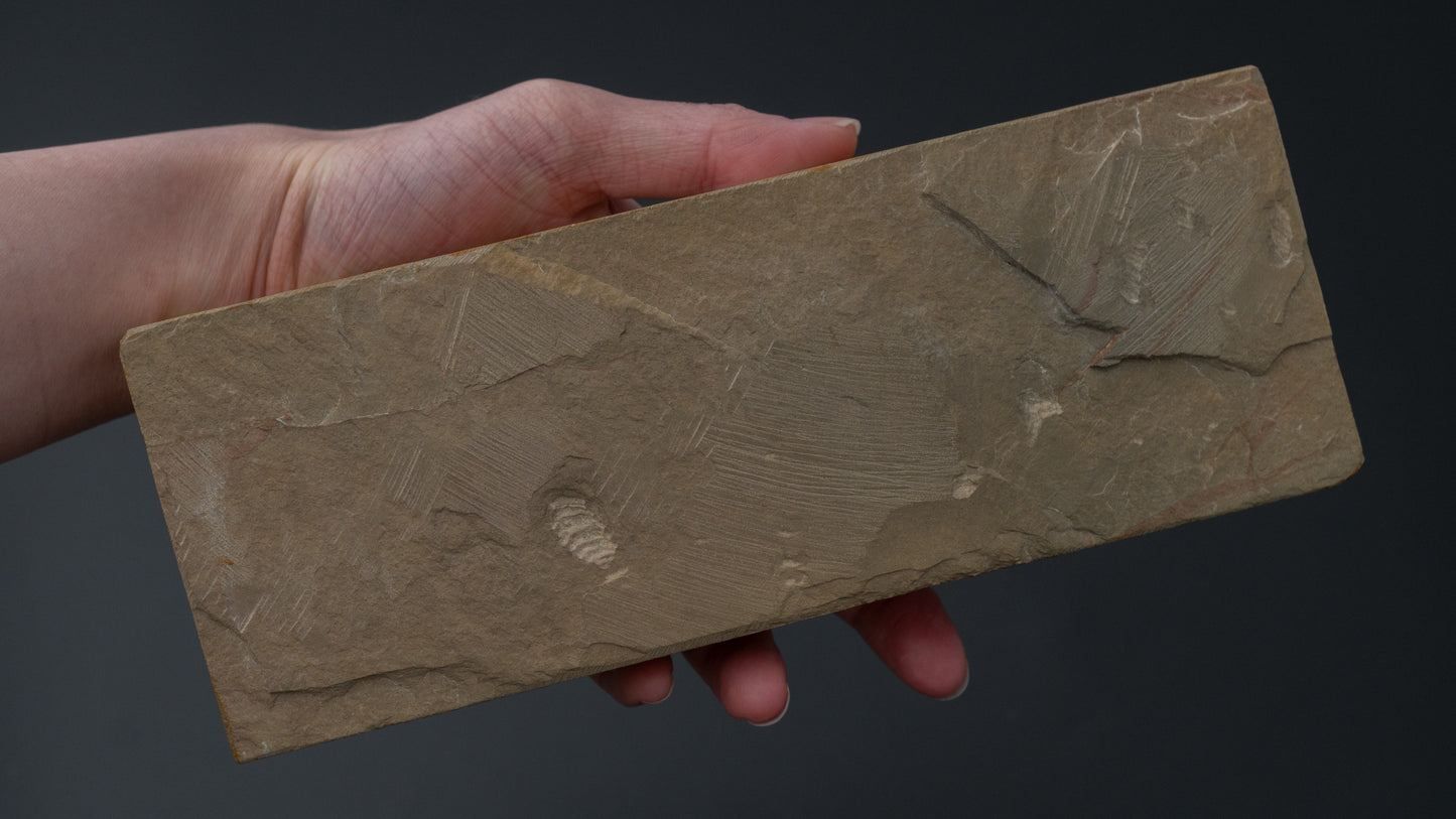 Hitohira geplukt Ohira Tomae natuursteen (nr. 0015)